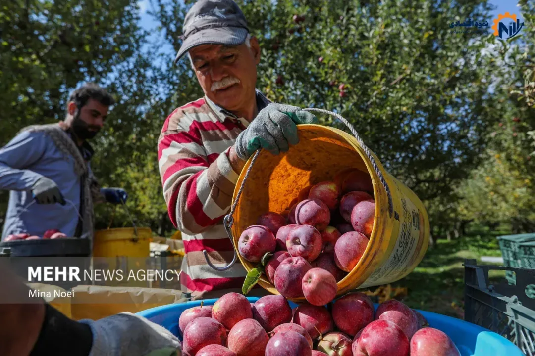 از قفقاز تا خلیج فارس؛ سیب آذربایجان شرقی در مسیر بازارهای جهانی