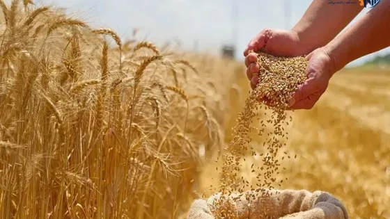 پورمحمدی: مطالبات گندمکاران تا پایان هفته آینده کامل پرداخت می‌شود