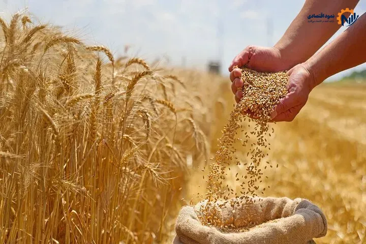 واریز ۷۳.۴ همت دیگر از مطالبات گندم‌کاران
