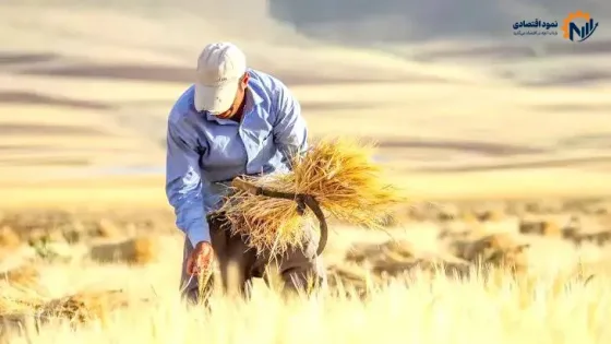 نقدی بر روند پرداخت مطالبات گندم‌کاران در ۶ ماهه امسال