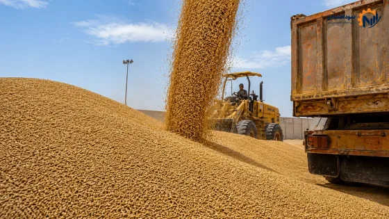 گندم | نرخ ۸۵ هزار تومانی هر کیلو گندم روی میز شورای قیمت‌گذاری