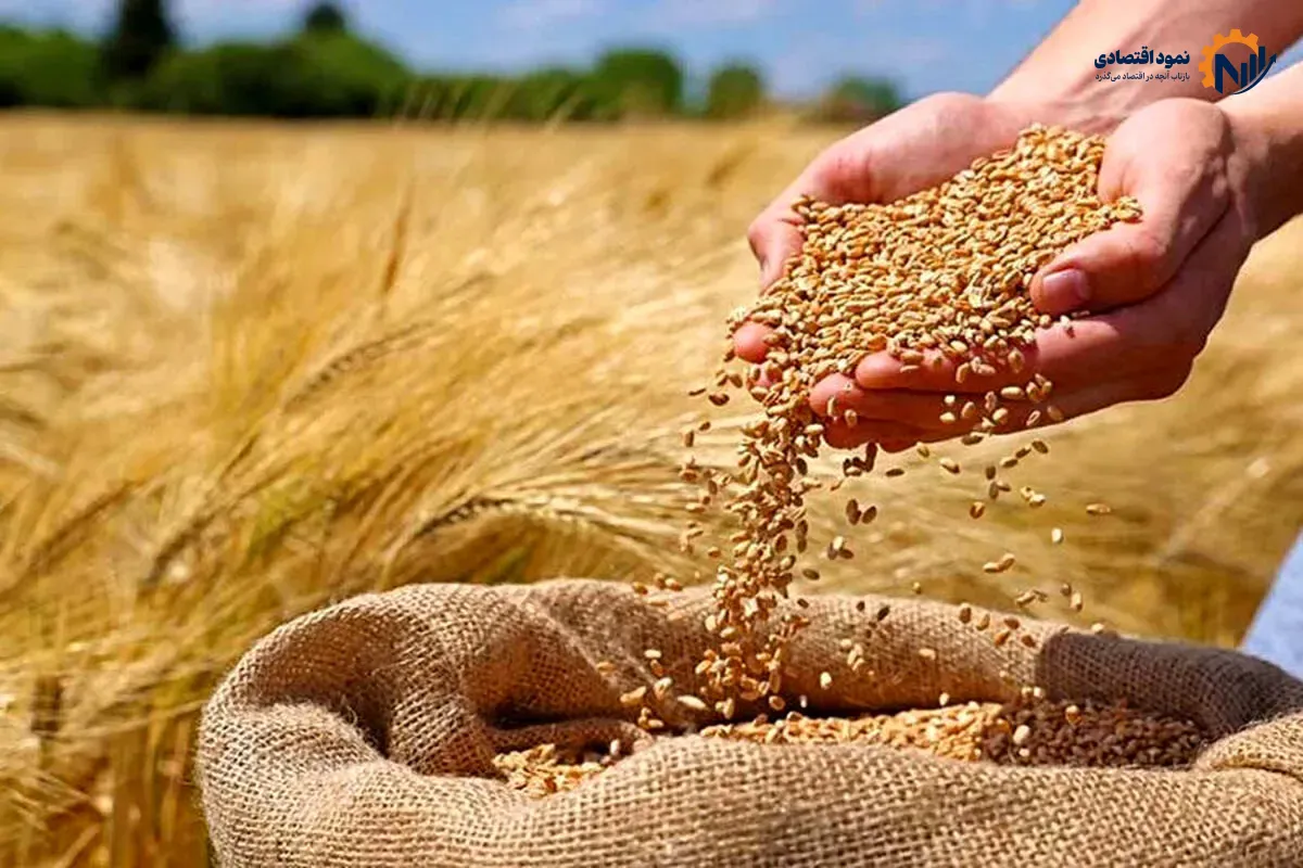 پیشنهاد جدید برای نرخ گندم؛ ۸۵ هزار تومان روی میز
